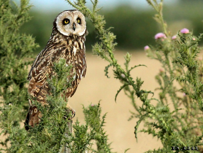 LECHUZÓN DE CAMPO (Asio flammeus)  - Puntas Del Tigre-SAN JOSE (Setiembre 2012)